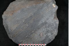 Foto (Detailansicht) von Syringodendron cyclostigma Brongniart (NHMW-GEO-2024-0188-11244)